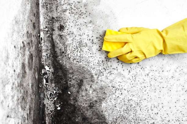Best Fast Mold Removal  in San Antonio, FL