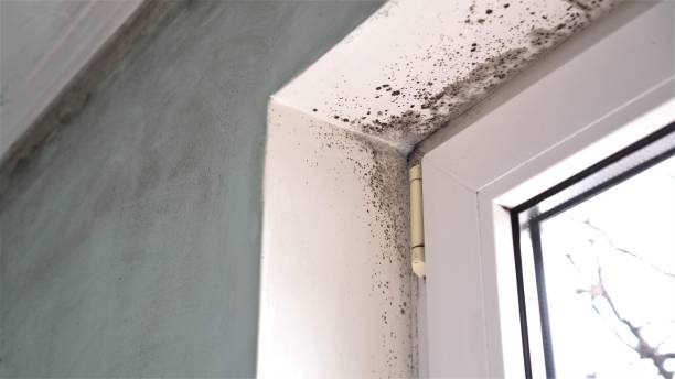 Best Crawl Space Mold Removal  in San Antonio, FL