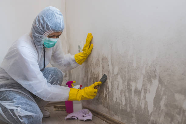 Best Mold Removal and Inspection  in San Antonio, FL
