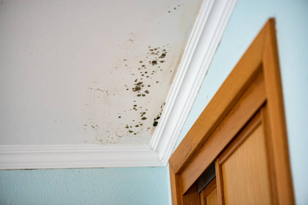Best Affordable Mold Removal  in San Antonio, FL