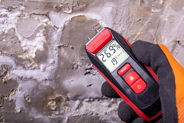 Best Mold Removal Near Me  in San Antonio, FL