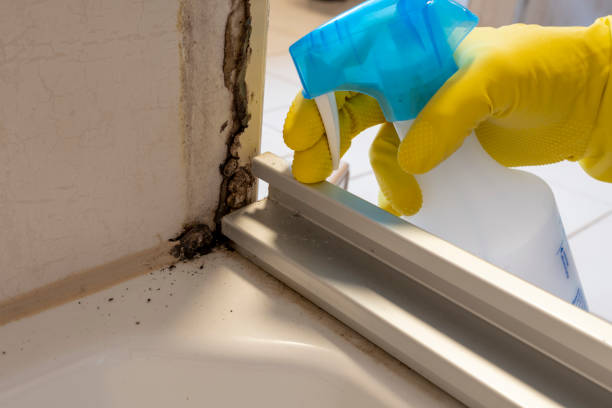 Best Attic Mold Removal  in San Antonio, FL