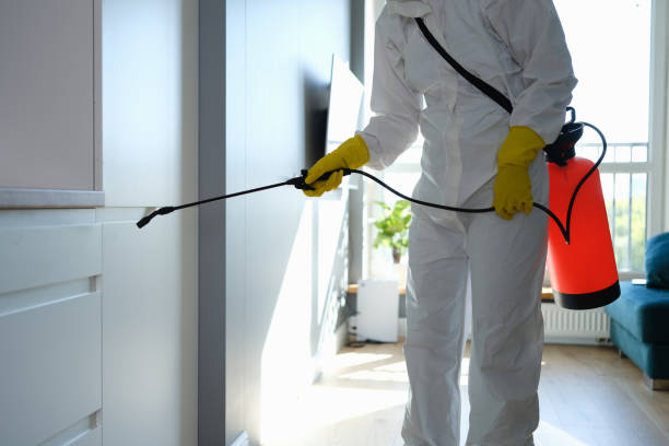 Best Mold Removal Near Me  in San Antonio, FL