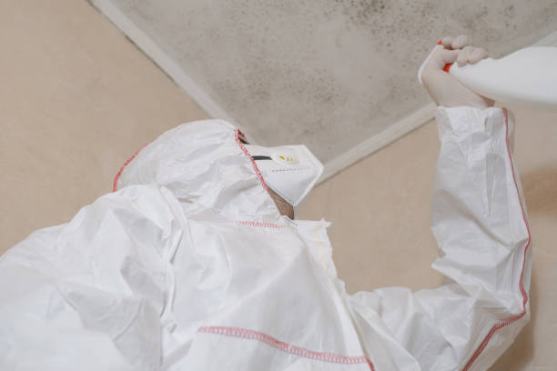 Best Mold Damage Repair  in San Antonio, FL