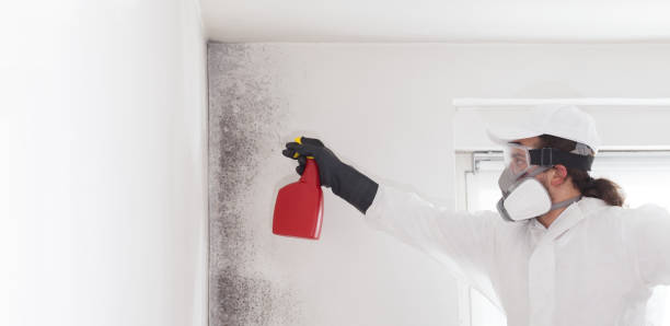 Best Emergency Mold Removal  in San Antonio, FL