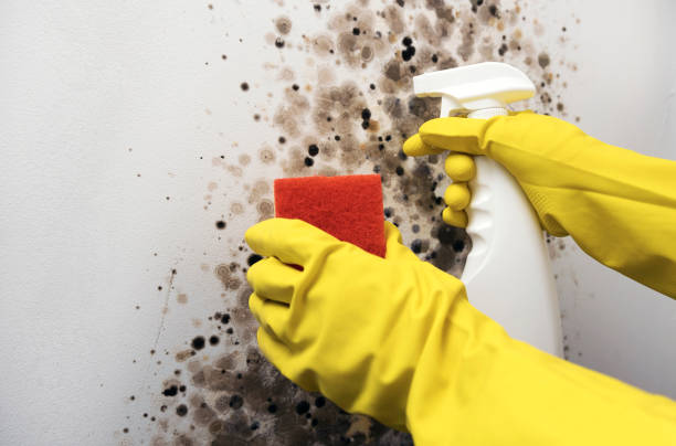 Best Mold Remediation  in San Antonio, FL