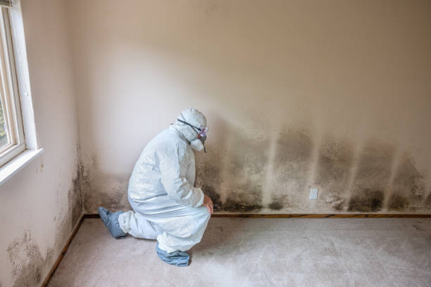 Best Emergency Mold Removal  in San Antonio, FL
