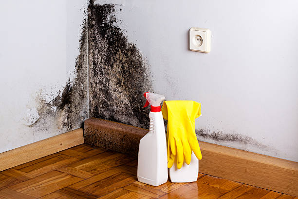 Best Fast Mold Removal  in San Antonio, FL