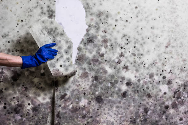 Office Mold Removal Services in San Antonio, FL
