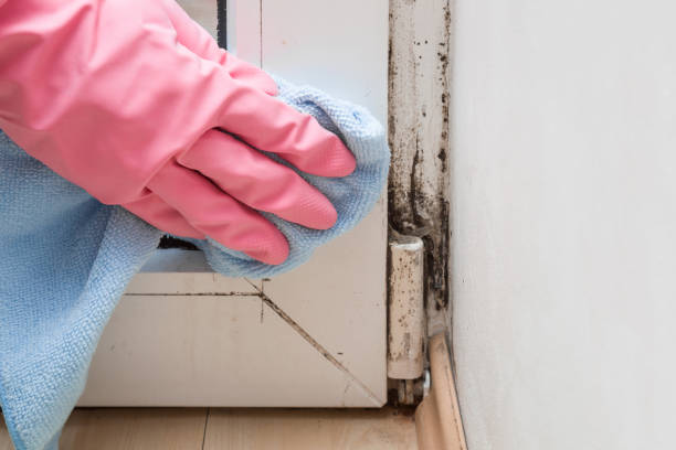 Best Professional Mold Removal  in San Antonio, FL